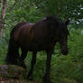 Forest horse