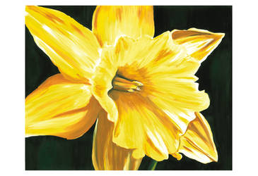 Daffodil Alone