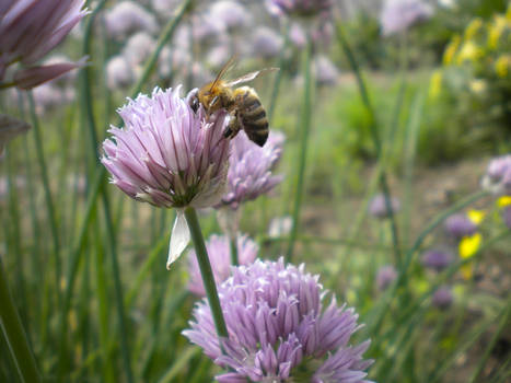 Bee on chive