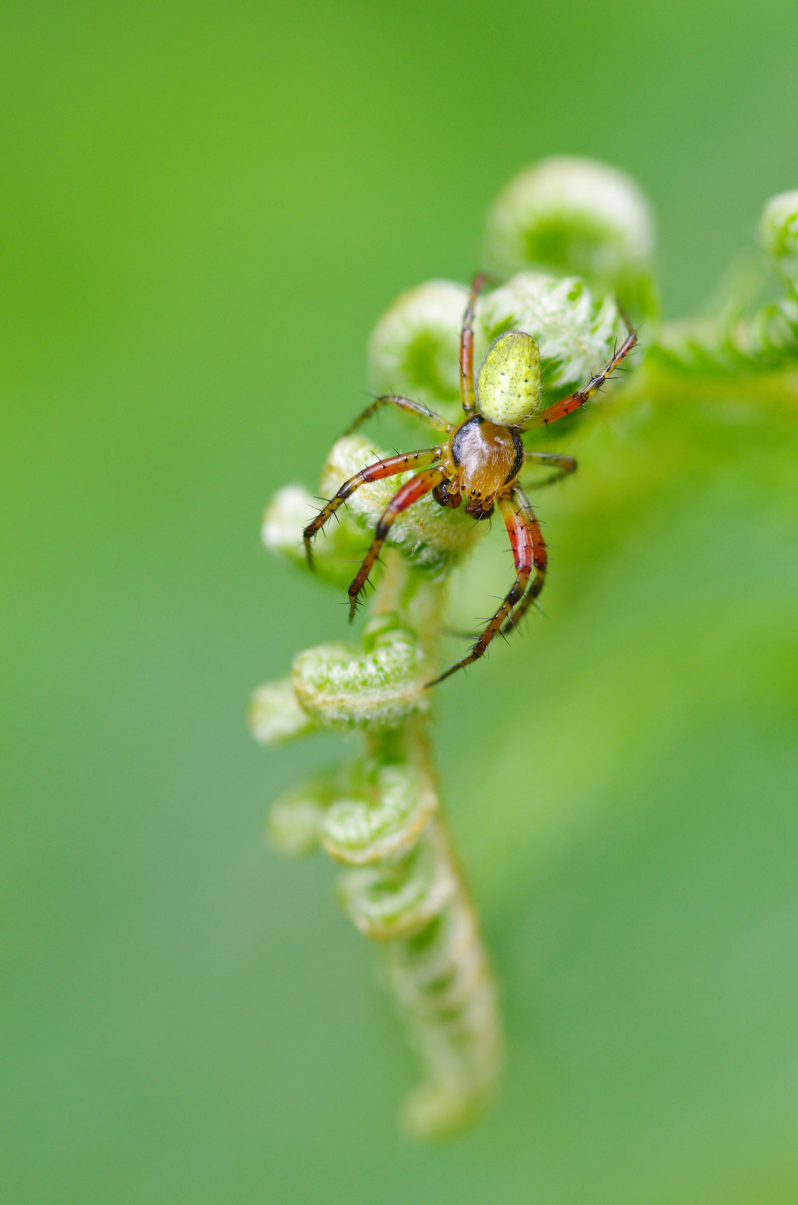 Araniella cucurbitina