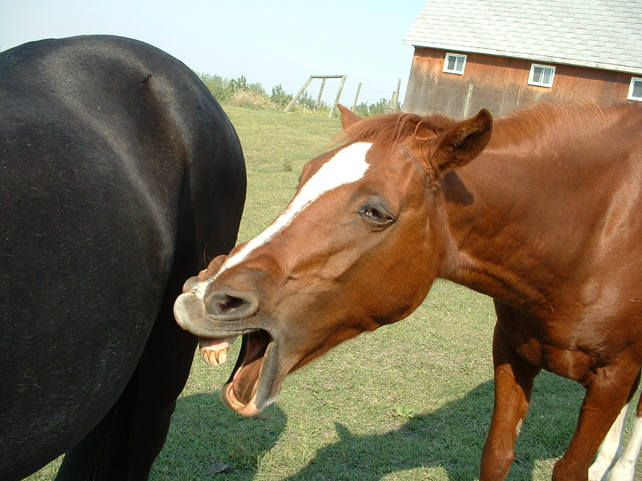 My Yawning Horse