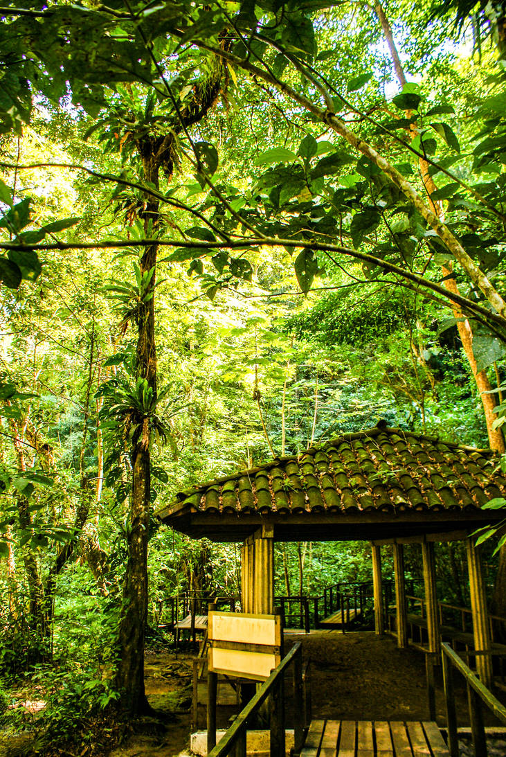 Jungle Path by findmyway21 on DeviantArt
