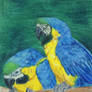 Macaws