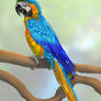 Blue and Gold Macaw