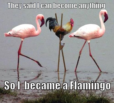 I became a flamingo + Meme