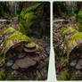 Xylobionts 3-D / CrossView / Stereoscopy