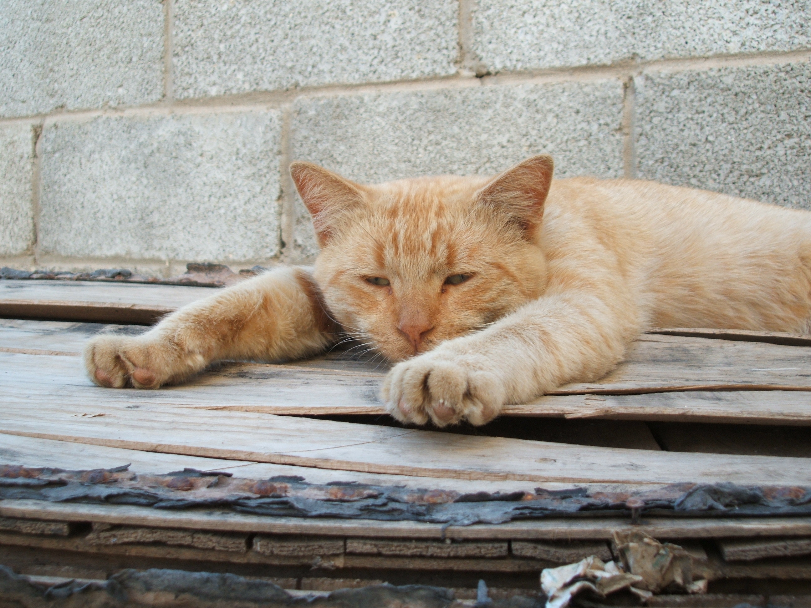 Street Cat