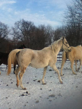 Morgan Flea-bitten gray arabian walking