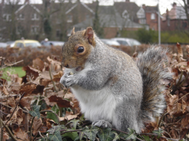 McFatty squirrel