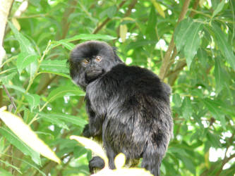 Monkey at zoo