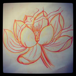 Lotus Sketch