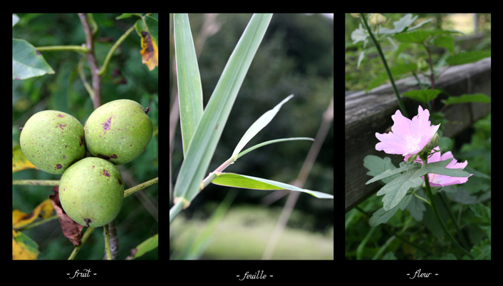 fruit - feuille - fleur