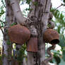 Cow Bells in the Garden