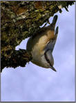 Nuthatch by olebern