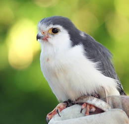 Pygmy Falcon