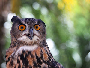 Eurasian Eagle-Owl by rainylake