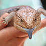 Blue Tongue