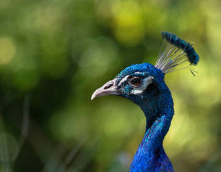 Peacock by rainylake