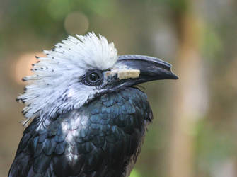 West African Long-tailed Hornbill