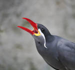 Inca Tern by rainylake