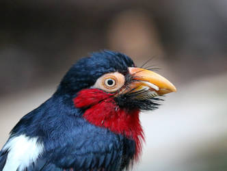 Bearded Barbet