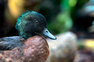 Chestnut Teal