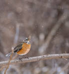 Snowy Robin by rainylake