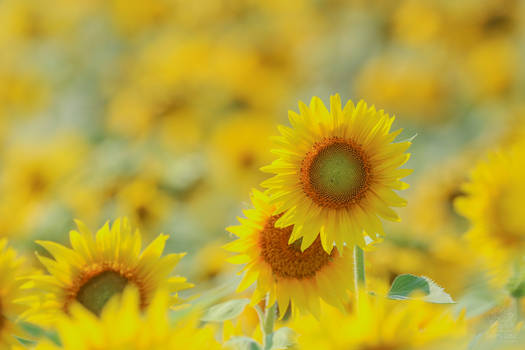 Fields of Yellow