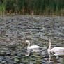 Trumpeter Swan II