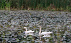 Trumpeter Swan II