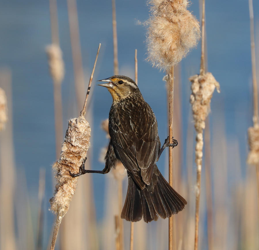 Splits by rainylake on DeviantArt