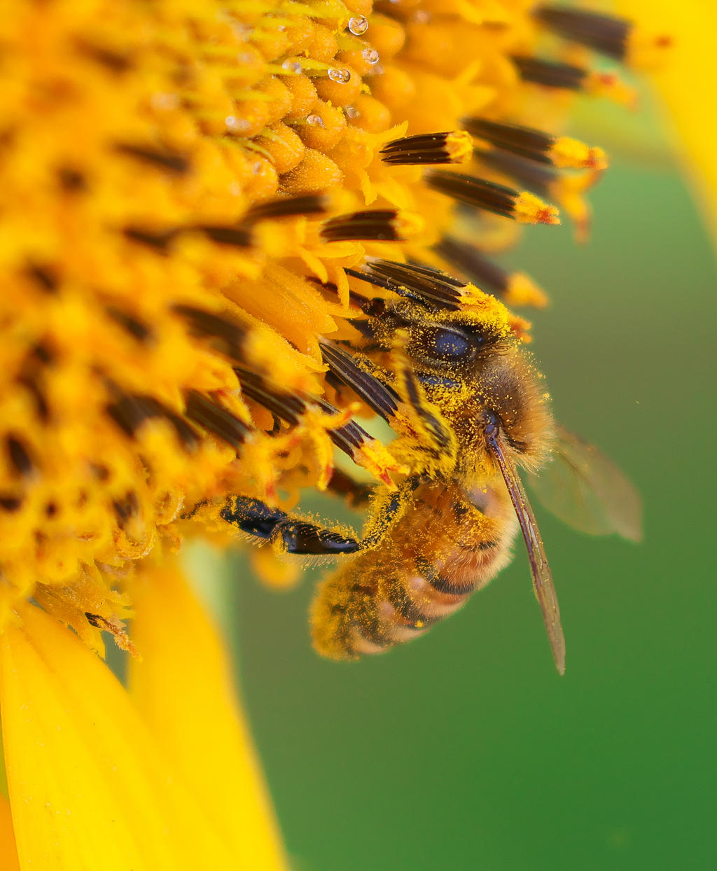 lost in the sauce