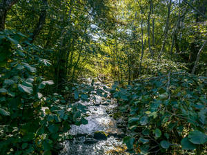 A small stream flowing through the woodland