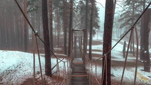 Rope bridge in the woods