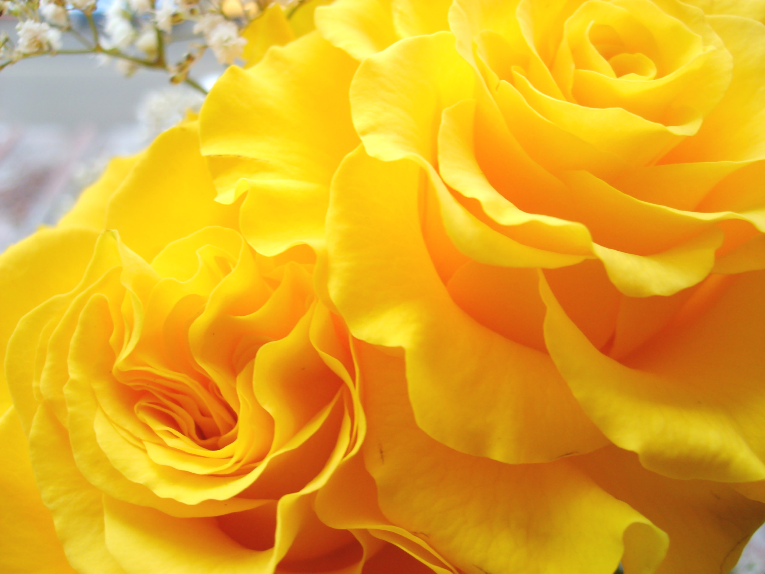 Yellow roses