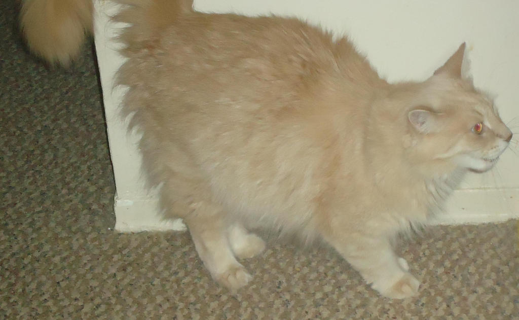 LITTLE TIGGER by doctorwhoandstargate on DeviantArt