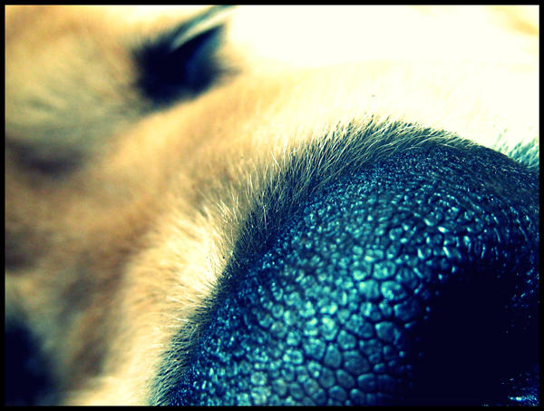 Doggy nose