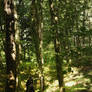 Middle Earth's Biggest Forest : Mirkwood.