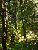 Middle Earth's Biggest Forest : Mirkwood.
