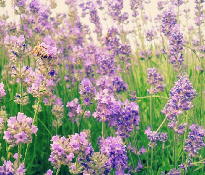 Lavender Field