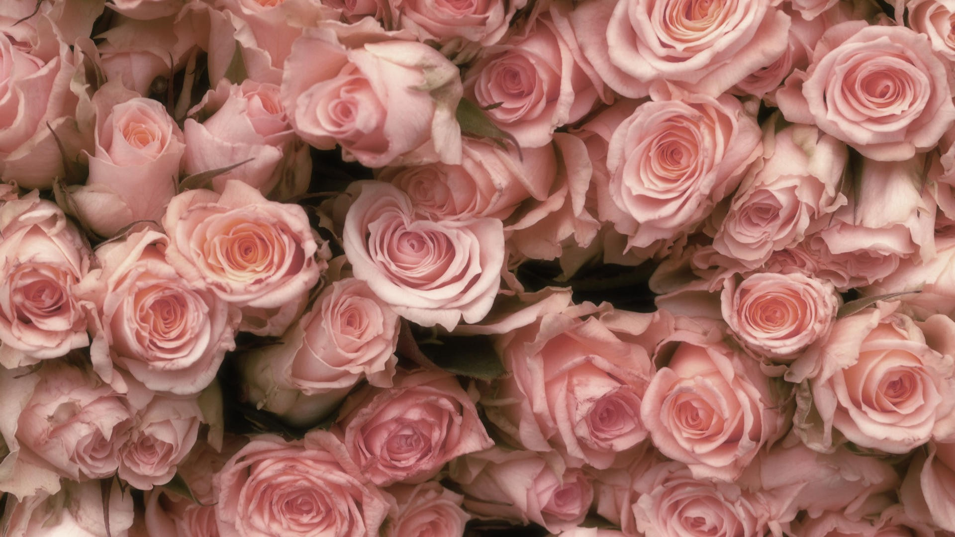1273759-best-pink-and-black-rose-wallpaper-1920x10