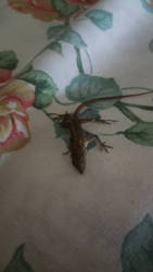 -poor baby lizard-