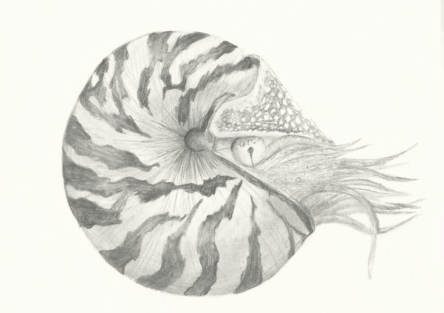 Nautilus