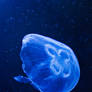 Jellyfish I