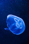 Jellyfish I by deex-helios
