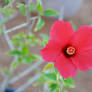 Red flower 04