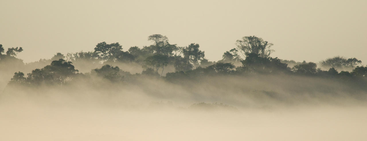 Brazil Forest Sunrise