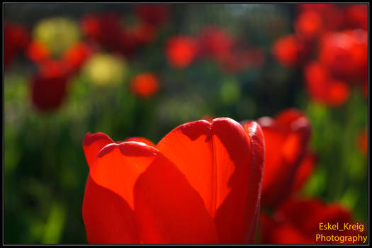 Red tulip