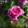 Pink water rose