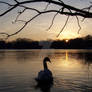 Swan Sunset